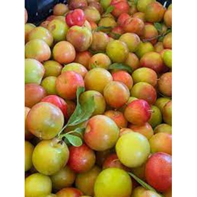 Sealerall Disc Rotary Sealing Machine for Fresh Fruit